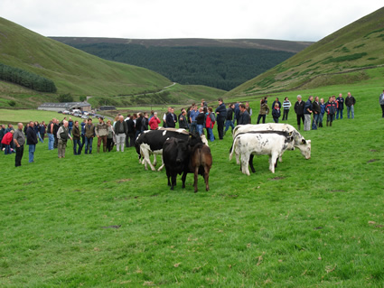 The visitors gather to view more cattle
